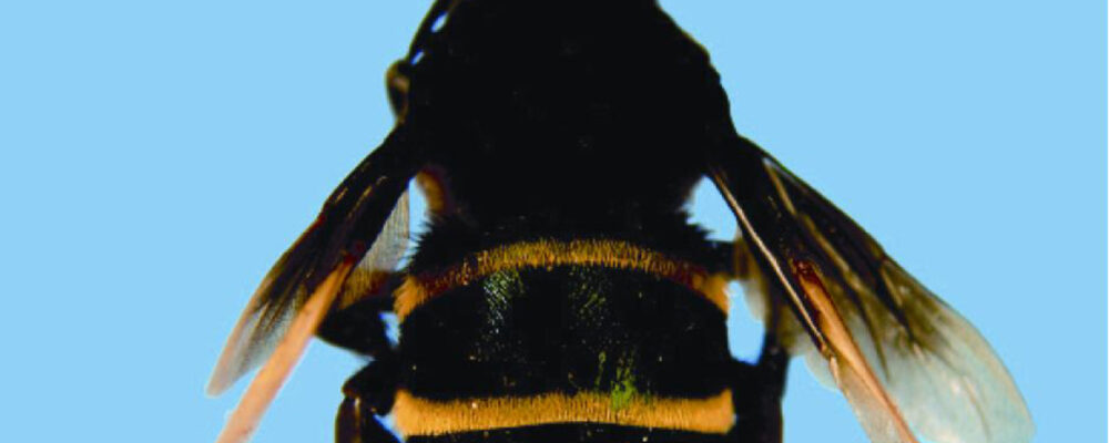 Atlético inspira nome de espécie de abelha; descoberta completa 17 anos