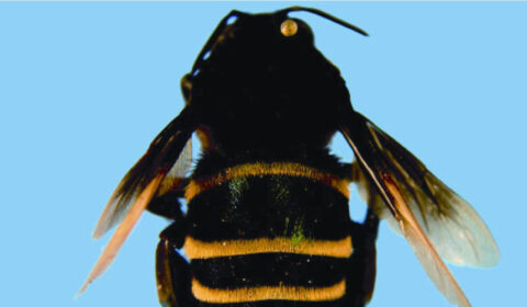 Atlético inspira nome de espécie de abelha; descoberta completa 17 anos