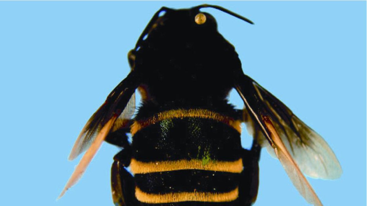 Atlético inspira nome de espécie de abelha; descoberta completa 17 anos